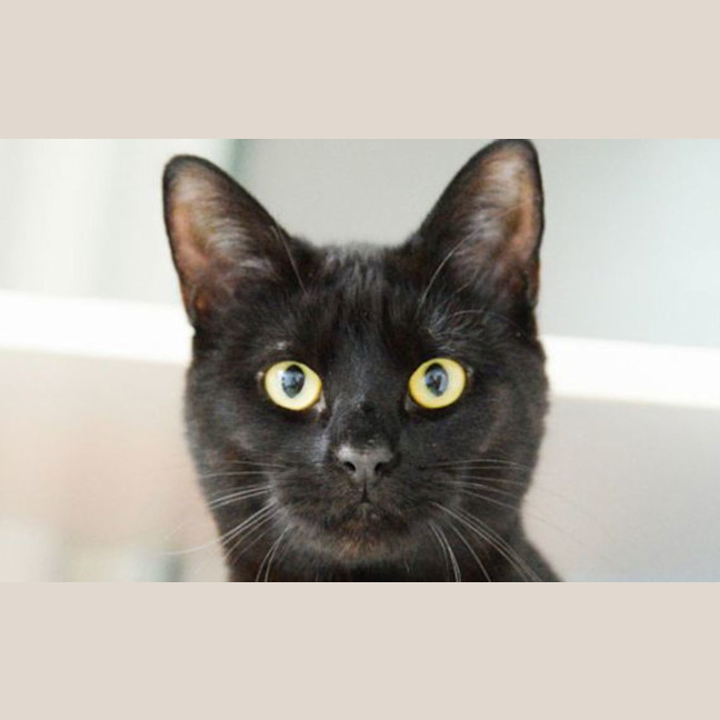 Photo of Dharma