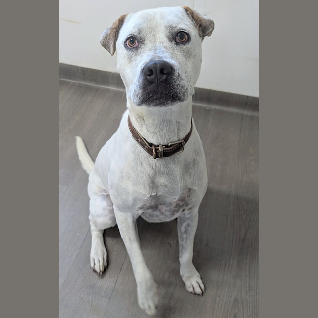 Photo of Cookie