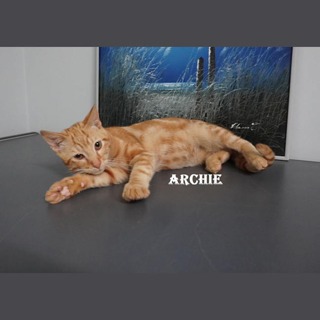 Photo of Archie