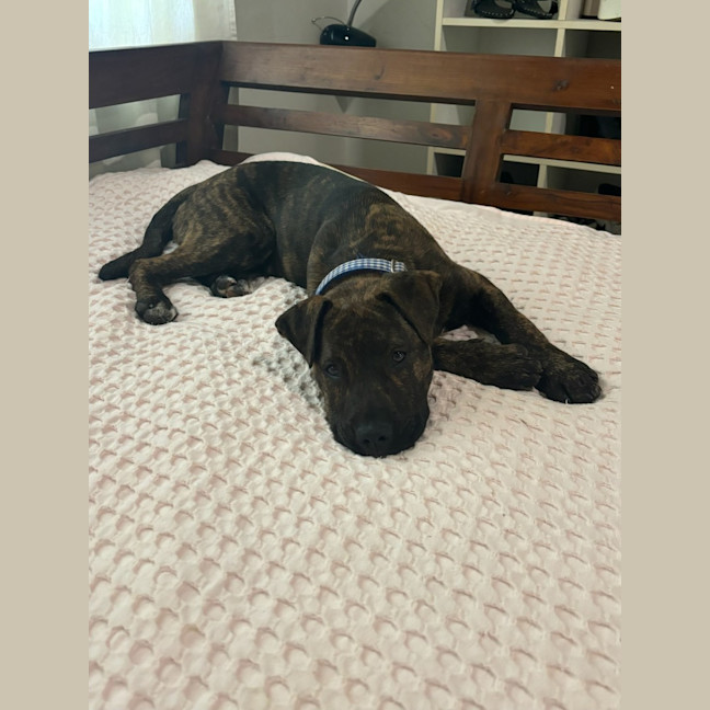 Photo of Alice   4 Month Old American Staffy X (Trial)