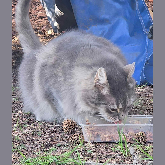 Photo of Samuel Whiskers