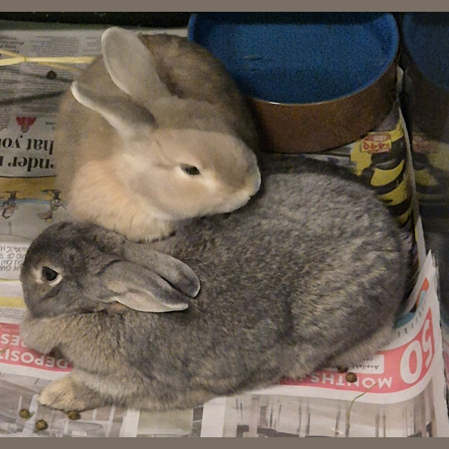 Photo of Ghost (Bonded With Casper)