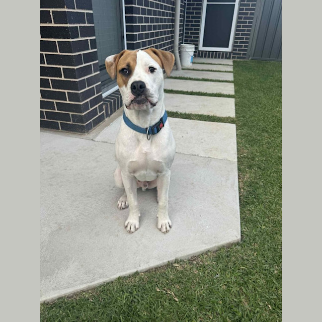 Photo of Marty   7 Month Old American Bulldog X