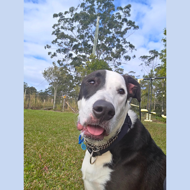 Photo of Diesel