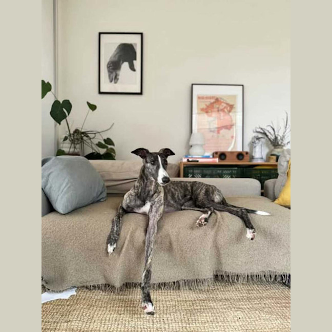 Photo of Maia, The Greyhound
