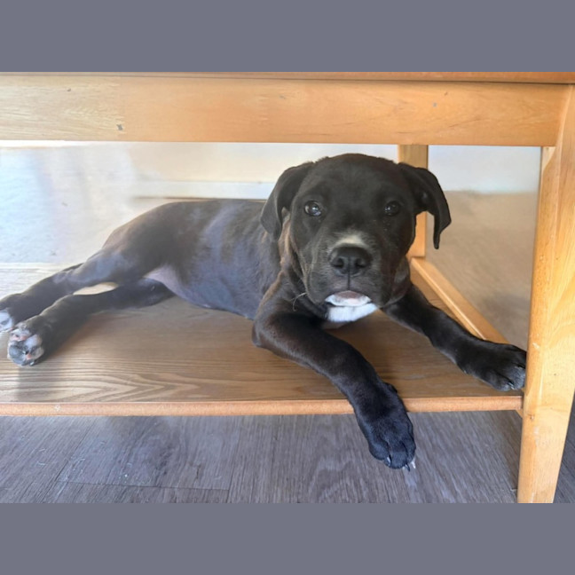 Photo of Roxy