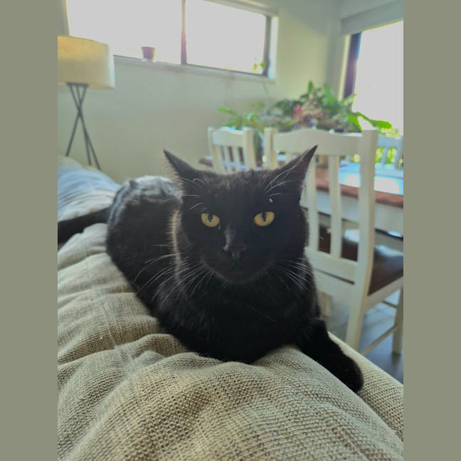 Photo of Honey
