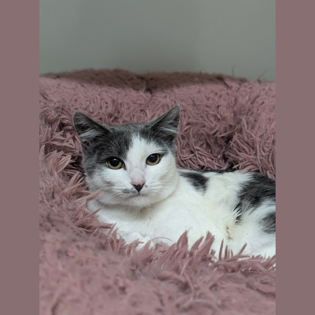 Photo of 💕 Milli 6181 💕