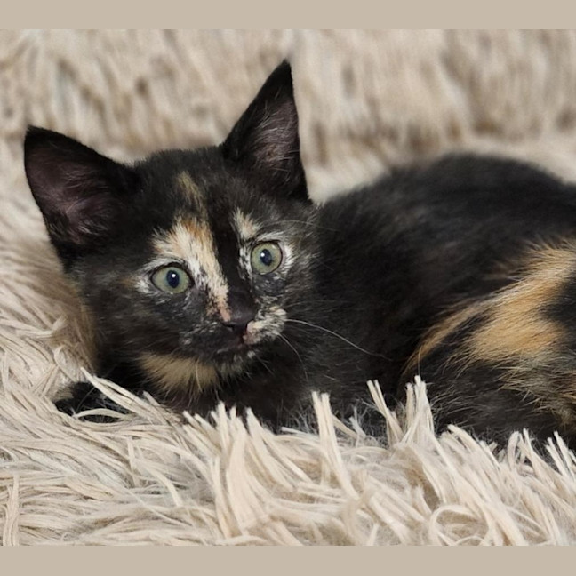 Photo of Twix