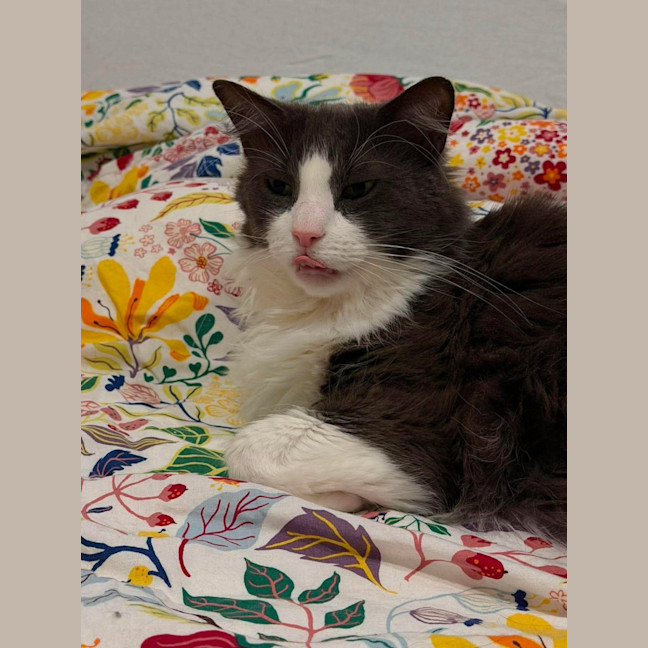 Photo of Champa   In Foster Care In Northcote