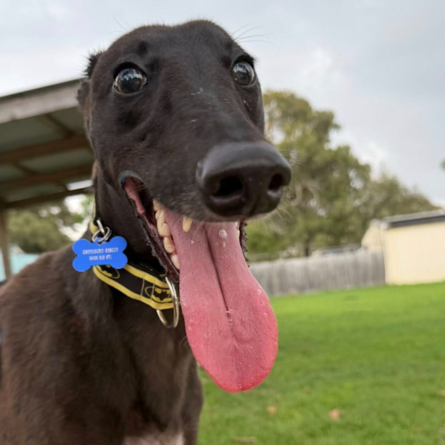 Photo of Hawkins The Greyhound