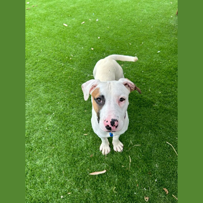 Photo of Echo