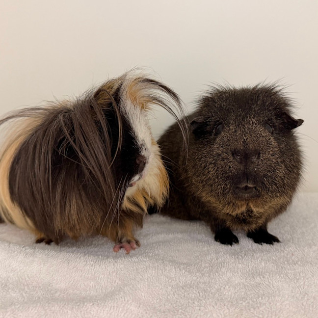 Photo of Bixon & Cuddles