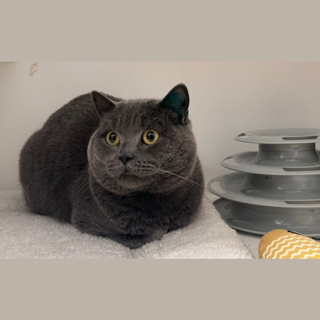 Photo of Romeo
