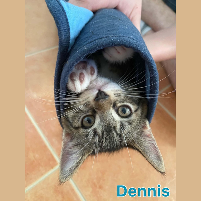 Photo of Dennis