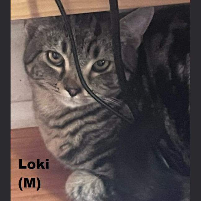 Photo of Loki