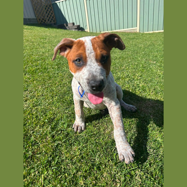 Photo of Rusty   12 Week Old Cattle Dog