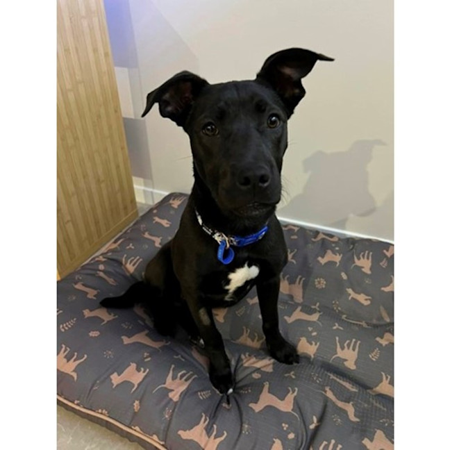 Photo of Betty *$350 Adoption Fee*