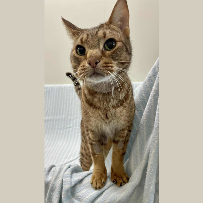 Photo of Puss