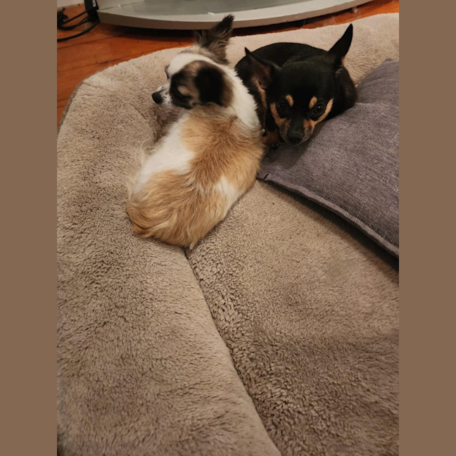 Photo of Meeka And Nugget