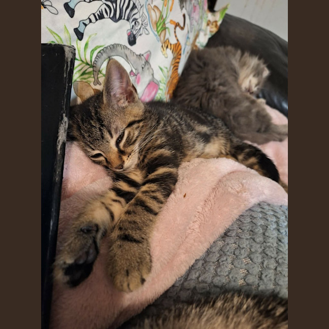 Photo of Willow