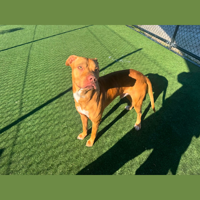 Photo of Pizza Imp 1385