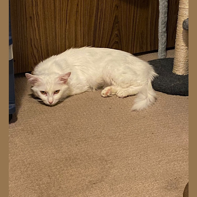 Photo of Cinnamon Roll