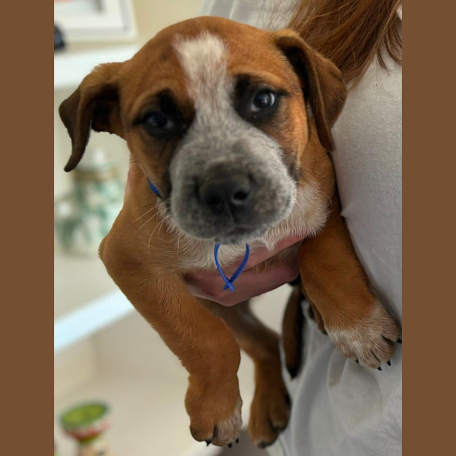 Photo of Oscar   10 Week Old Cattle Dog X Mastiff (Trial)
