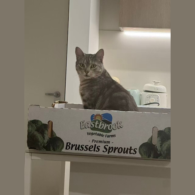 Photo of Milo