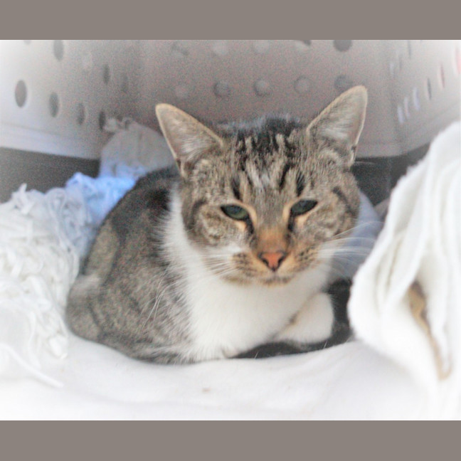 Photo of Neko