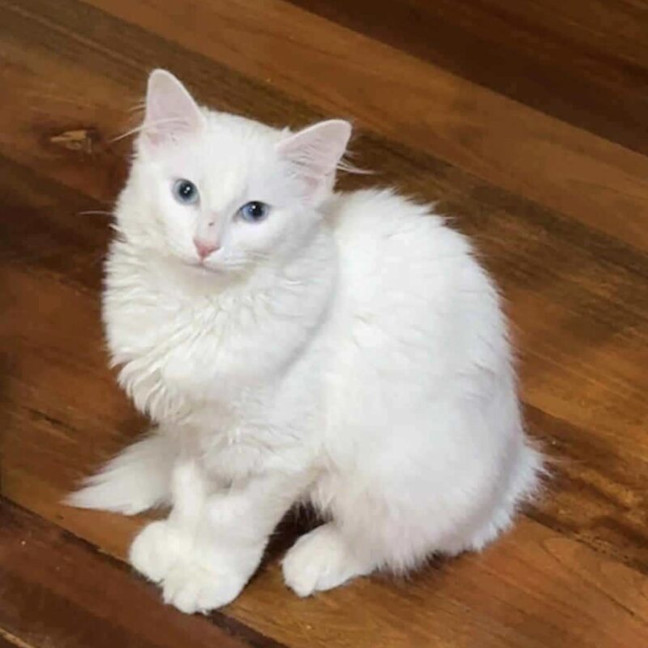 Photo of Duchess