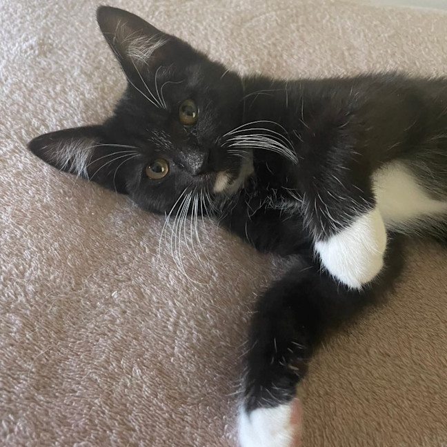 Photo of Sybil