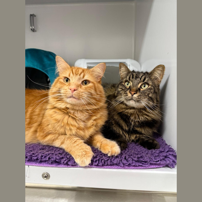 Photo of Fanta And Coke 