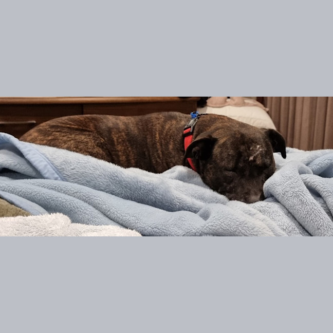 Photo of Bella