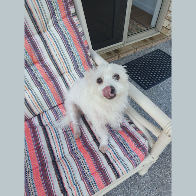 Photo of Poppy
