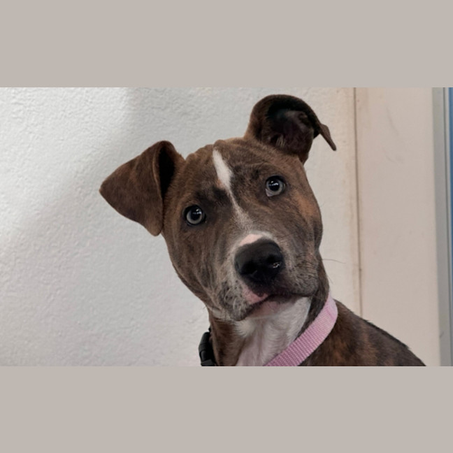 Photo of Dixie