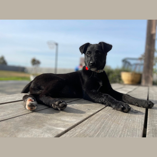 Photo of Kodi