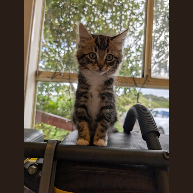 Photo of Ollie   Reduced Adoption Fee