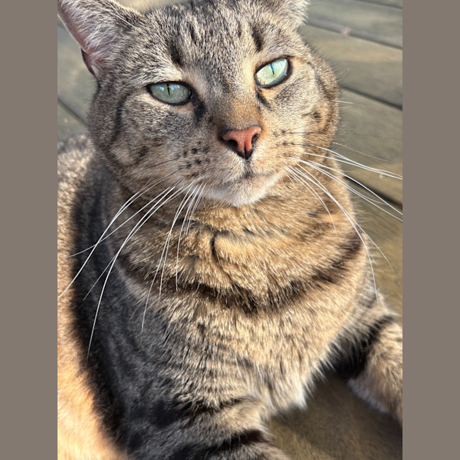 Photo of Cyril Tabby
