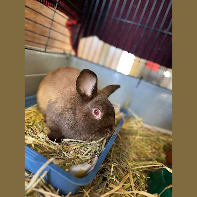 Photo of Snickers