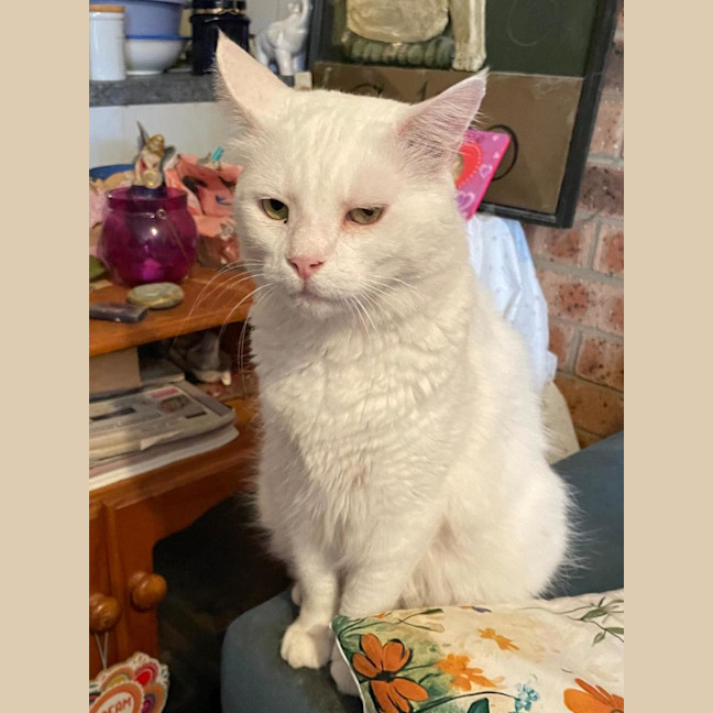 Photo of Snowy