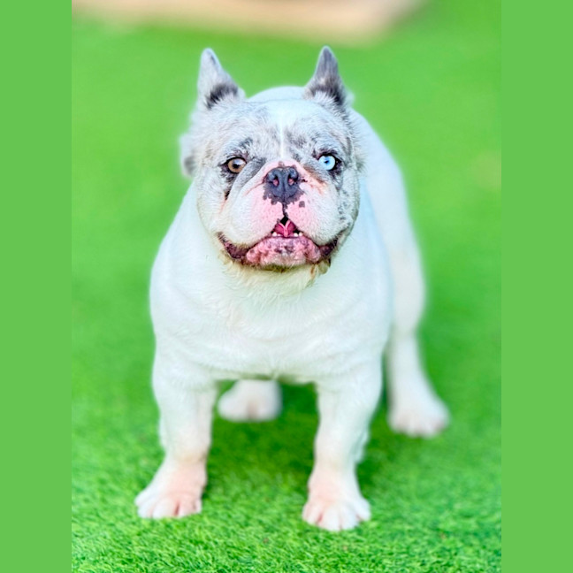 Photo of Wiggles