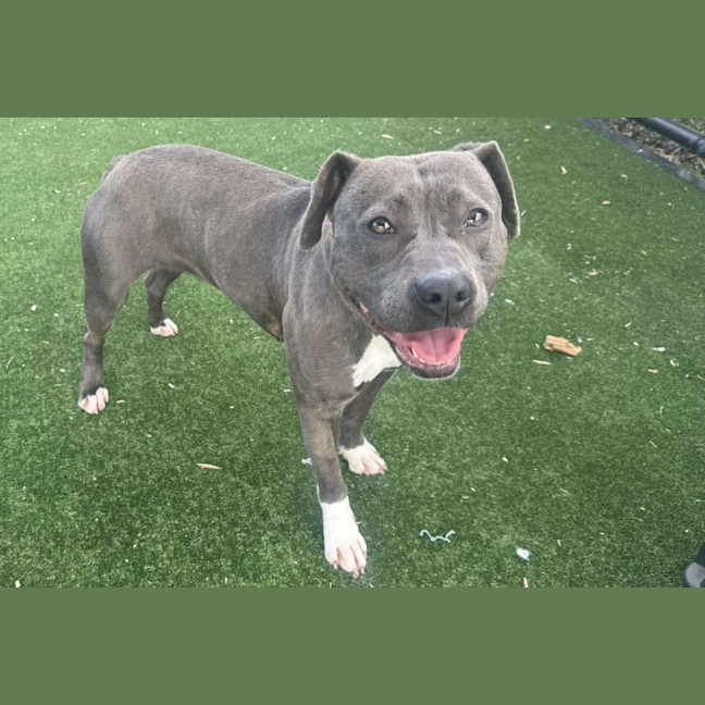 Photo of Clover Imp 2064