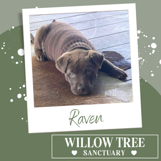 Photo of Raven