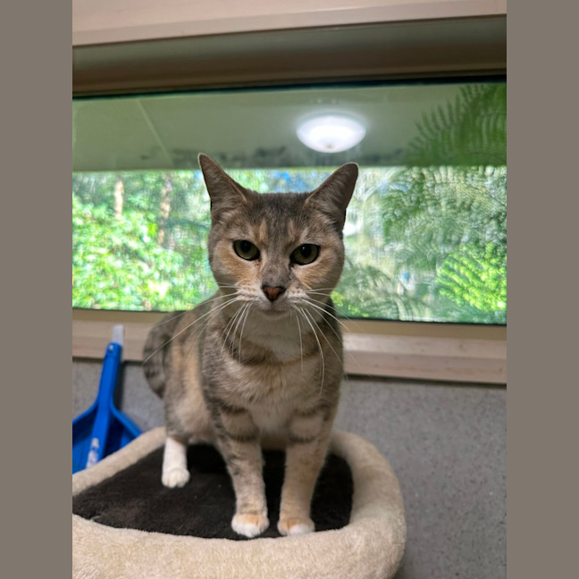 Photo of Kitty Kat