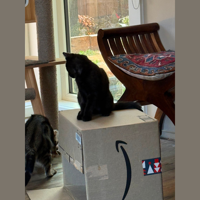 Photo of Azalea Meet Me At Petstock Chelsea