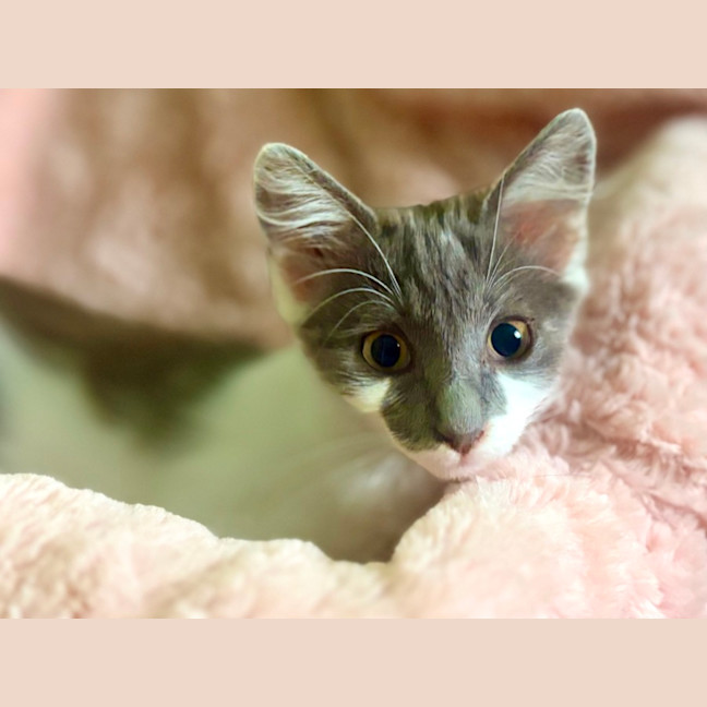 Photo of 🩷 Coco 🩷