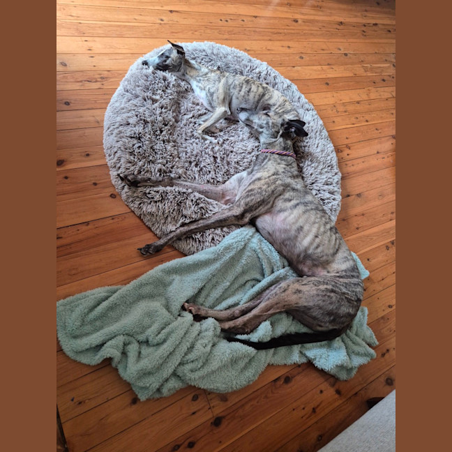 Photo of Alfie, The Greyhound