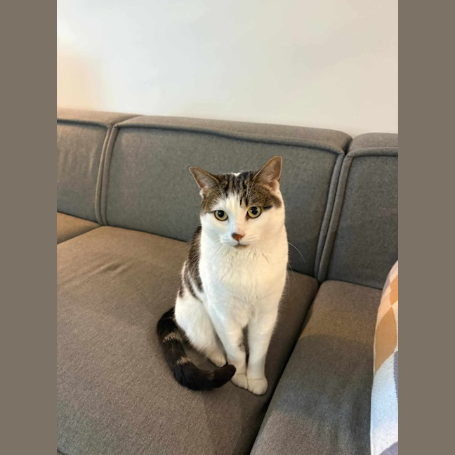 Photo of Mika 🐈 