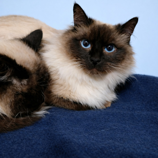 Photo of Sailor Moon & Shilo *9 Lives Project Rescue*